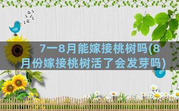 7一8月能嫁接桃树吗(8月份嫁接桃树活了会发芽吗)