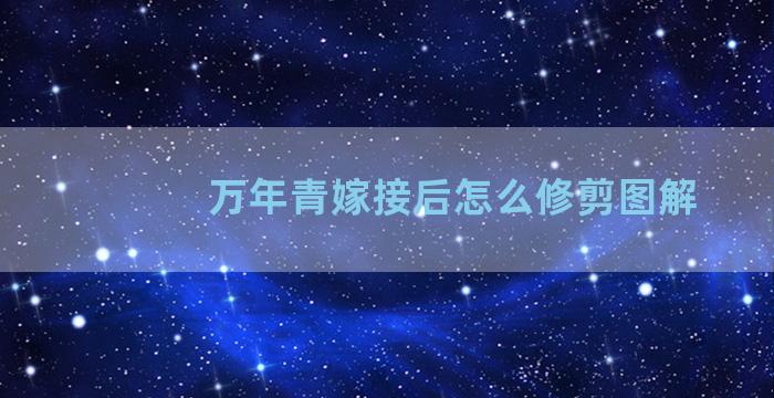 万年青嫁接后怎么修剪图解