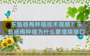 东魁杨梅种植技术视频？东魁杨梅种植为什么要埋嫁接口