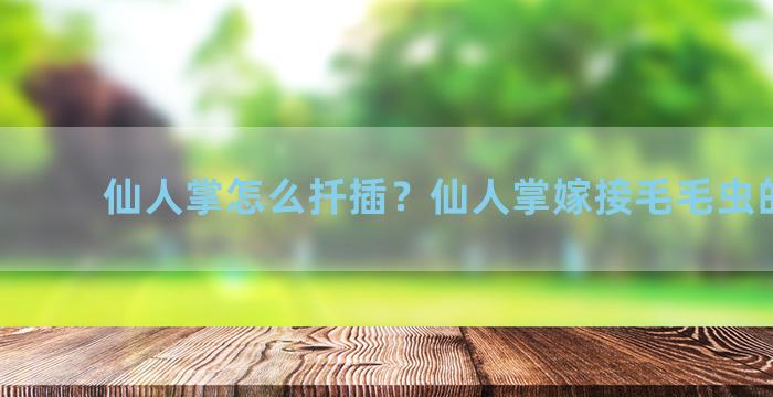 仙人掌怎么扦插？仙人掌嫁接毛毛虫的方法