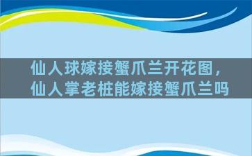 仙人球嫁接蟹爪兰开花图，仙人掌老桩能嫁接蟹爪兰吗