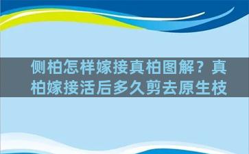 侧柏怎样嫁接真柏图解？真柏嫁接活后多久剪去原生枝