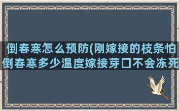 倒春寒怎么预防(刚嫁接的枝条怕倒春寒多少温度嫁接芽囗不会冻死吗)