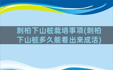 刺柏下山桩栽培事项(刺柏下山桩多久能看出来成活)