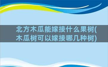 北方木瓜能嫁接什么果树(木瓜树可以嫁接哪几种树)