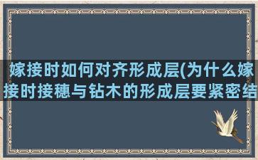 嫁接时如何对齐形成层(为什么嫁接时接穗与钻木的形成层要紧密结合)