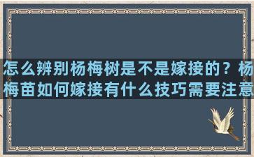 怎么辨别杨梅树是不是嫁接的？杨梅苗如何嫁接有什么技巧需要注意的地方