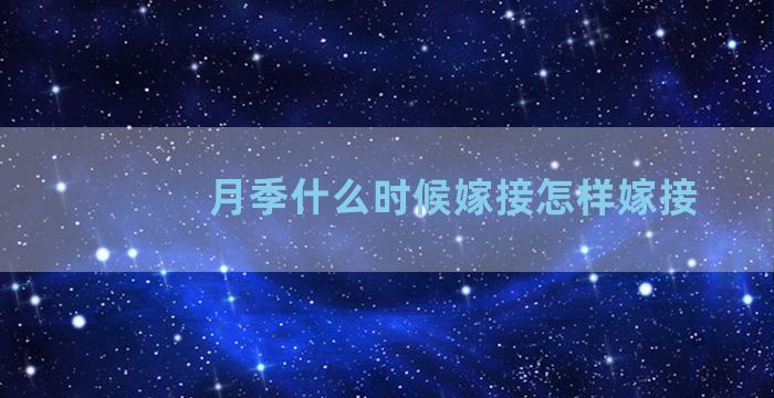 月季什么时候嫁接怎样嫁接