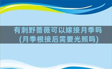 有刺野蔷薇可以嫁接月季吗(月季根接后需要光照吗)