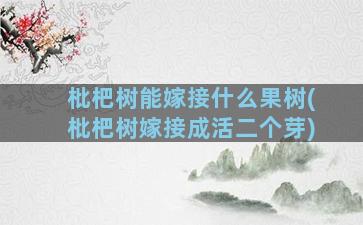 枇杷树能嫁接什么果树(枇杷树嫁接成活二个芽)