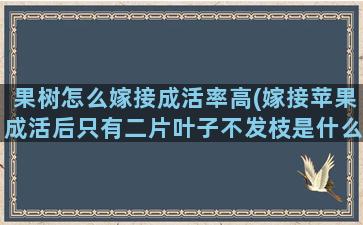 果树怎么嫁接成活率高(嫁接苹果成活后只有二片叶子不发枝是什么原因)