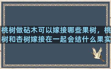 桃树做砧木可以嫁接哪些果树，桃树和杏树嫁接在一起会结什么果实