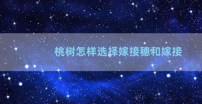 桃树怎样选择嫁接穗和嫁接