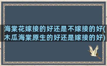 海棠花嫁接的好还是不嫁接的好(木瓜海棠原生的好还是嫁接的好)