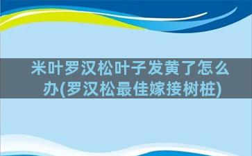 米叶罗汉松叶子发黄了怎么办(罗汉松最佳嫁接树桩)