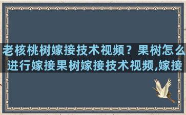 老核桃树嫁接技术视频？果树怎么进行嫁接果树嫁接技术视频,嫁接方法图解