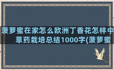 菠萝蜜在家怎么欧洲丁香花怎样中草药栽培总结1000字(菠萝蜜自己在家怎么剥)