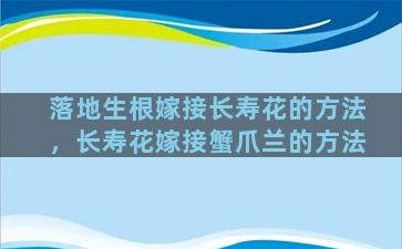 落地生根嫁接长寿花的方法，长寿花嫁接蟹爪兰的方法