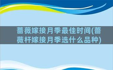 蔷薇嫁接月季最佳时间(蔷薇杆嫁接月季选什么品种)