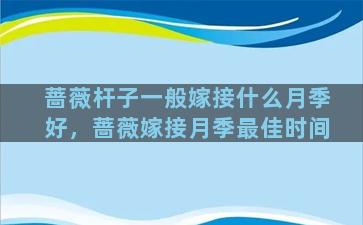 蔷薇杆子一般嫁接什么月季好，蔷薇嫁接月季最佳时间