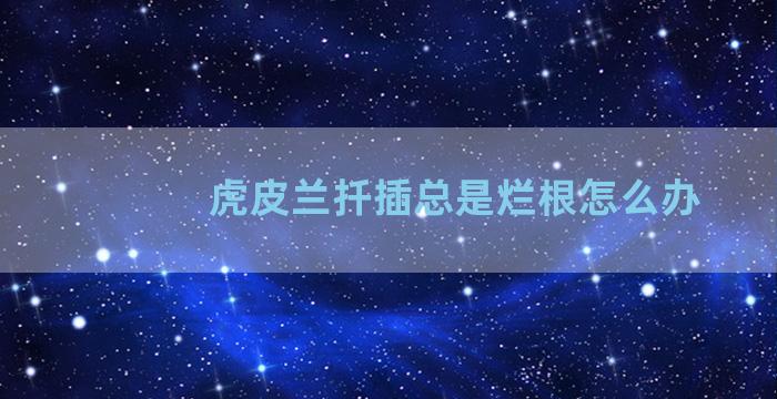 虎皮兰扦插总是烂根怎么办