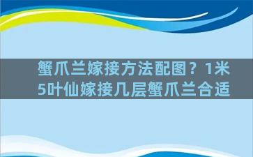 蟹爪兰嫁接方法配图？1米5叶仙嫁接几层蟹爪兰合适