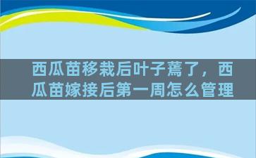 西瓜苗移栽后叶子蔫了，西瓜苗嫁接后第一周怎么管理