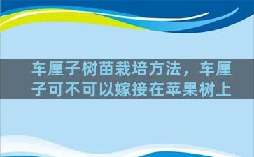 车厘子树苗栽培方法，车厘子可不可以嫁接在苹果树上