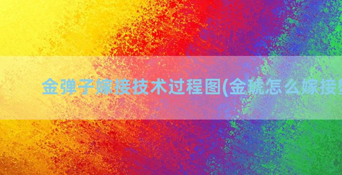 金弹子嫁接技术过程图(金琥怎么嫁接蟹爪兰)