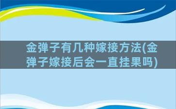 金弹子有几种嫁接方法(金弹子嫁接后会一直挂果吗)