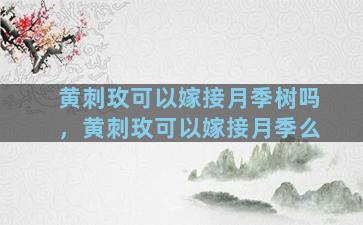 黄刺玫可以嫁接月季树吗，黄刺玫可以嫁接月季么