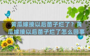 黄瓜嫁接以后苗子烂了？黄瓜嫁接以后苗子烂了怎么回事